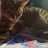 Pika participe au concours pour gagner de l'argent avec cette photo : cat, tabby, sunlight, indoor, relaxing, drawing, colorful, puzzle, art, feline, pet, cozy, sleeping, closeup, fur, whiskers, window, shadow, resting, home