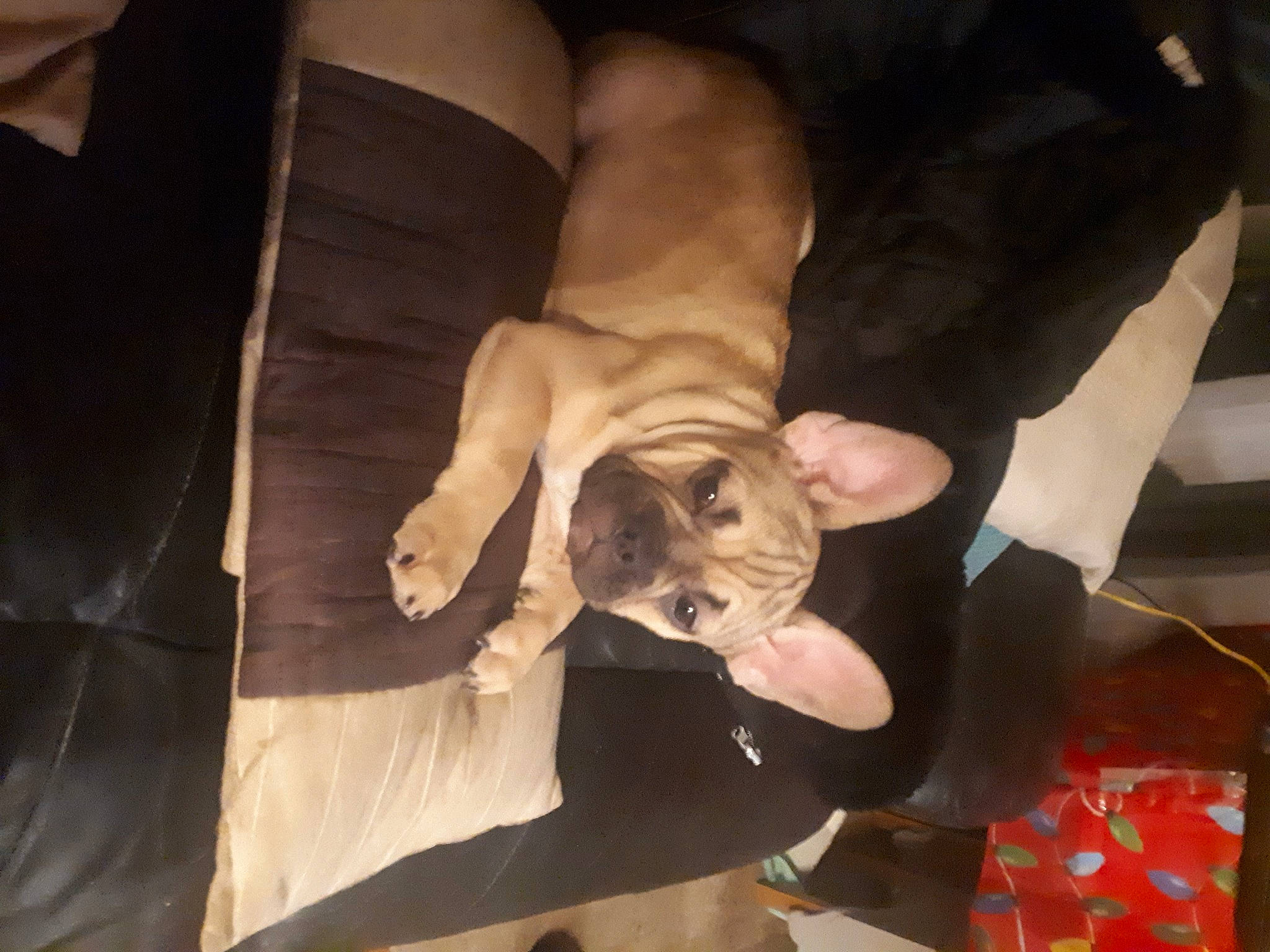 Fawnie is registered to the contest to win money with this photo: carnivore, child, comfort, companion_dog, couch, dog, dog_breed, ear, elbow, fawn, felidae, fur, guard_dog, non_sporting_group, plant, small_to_medium_sized_cats, sporting_group, tail, wood, wrinkle