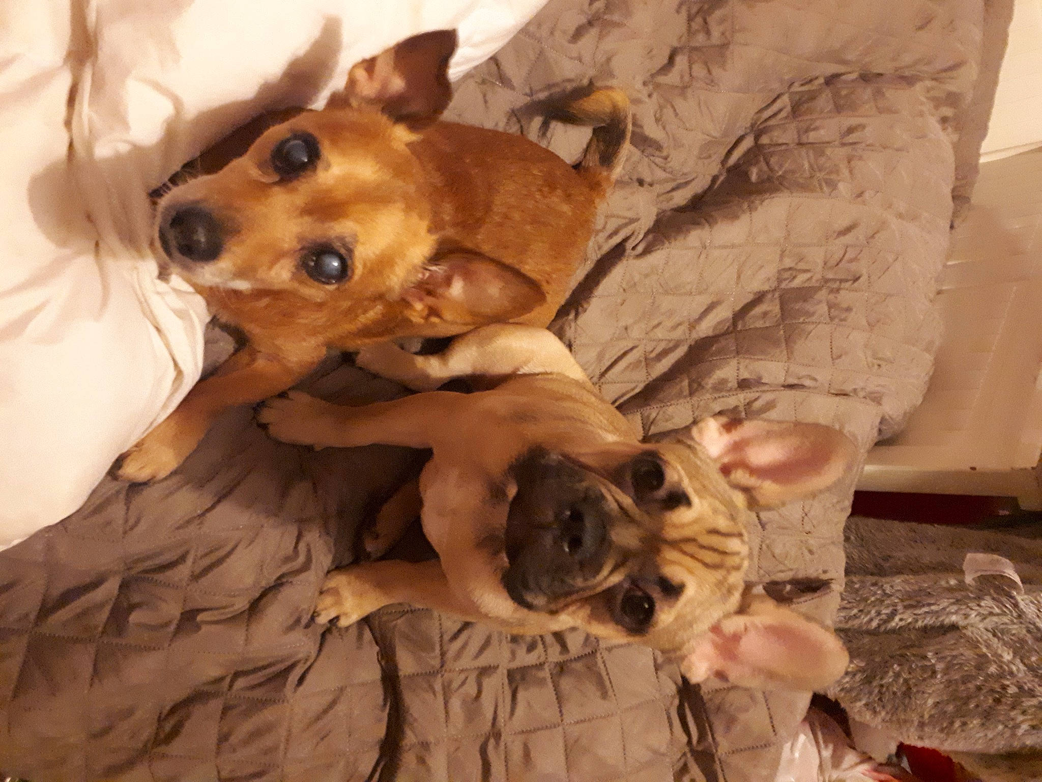 Boycie is registered to the contest to win money with this photo: bed, canidae, carnivore, comfort, companion_dog, dog, dog_breed, dog_supply, ear, fawn, fur, linens, paw, sleeper_chair, snout, sporting_group, toy_dog, whiskers, wood, working_animal