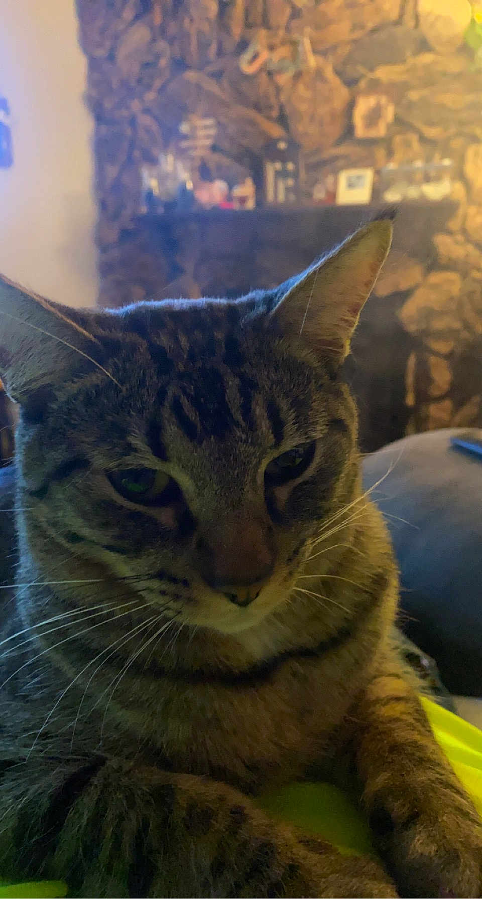 Simba