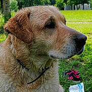 Kayser participe au concours pour gagner de l'argent avec cette photo : dog, golden_retriever, wet_fur, outdoor, grass, trees, mountain, nature, canine, pet, collar, shoes, plastic_bag, greenery, summer, park, animal, portrait, side_view, daytime