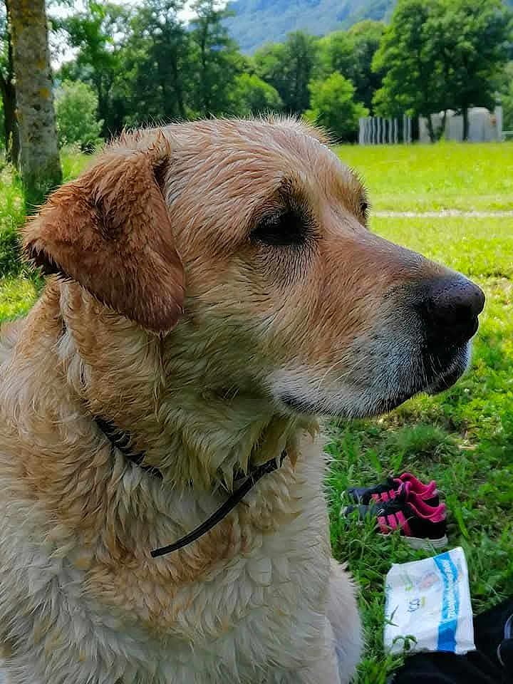 Kayser participe au concours pour gagner de l'argent avec cette photo : dog, golden_retriever, wet_fur, outdoor, grass, trees, mountain, nature, canine, pet, collar, shoes, plastic_bag, greenery, summer, park, animal, portrait, side_view, daytime