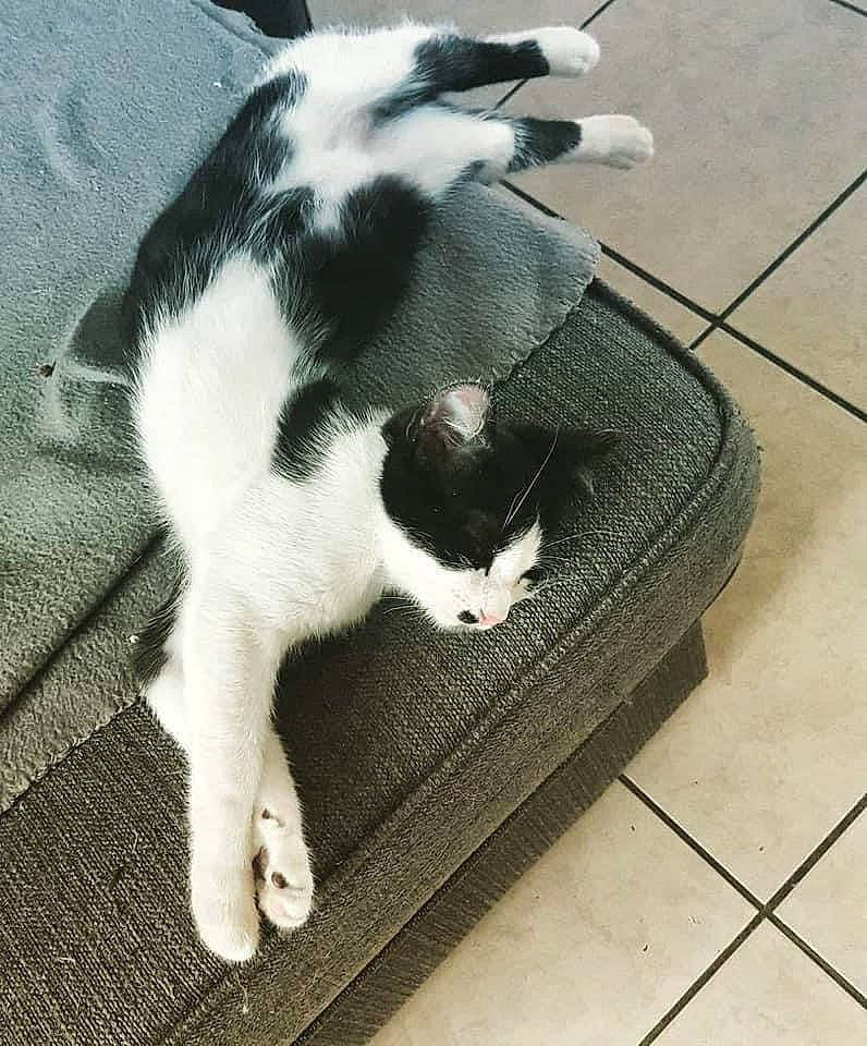 Plume a rejoint le concours — aidez-le/la à gagner de superbes lots ! carnivore, cat, claw, comfort, dog_breed, domestic_short_haired_cat, felidae, flooring, fur, grass, hardwood, mammal, monochrome_photography, small_to_medium_sized_cats, tail, tile_flooring, vertebrate, whiskers, white, wood