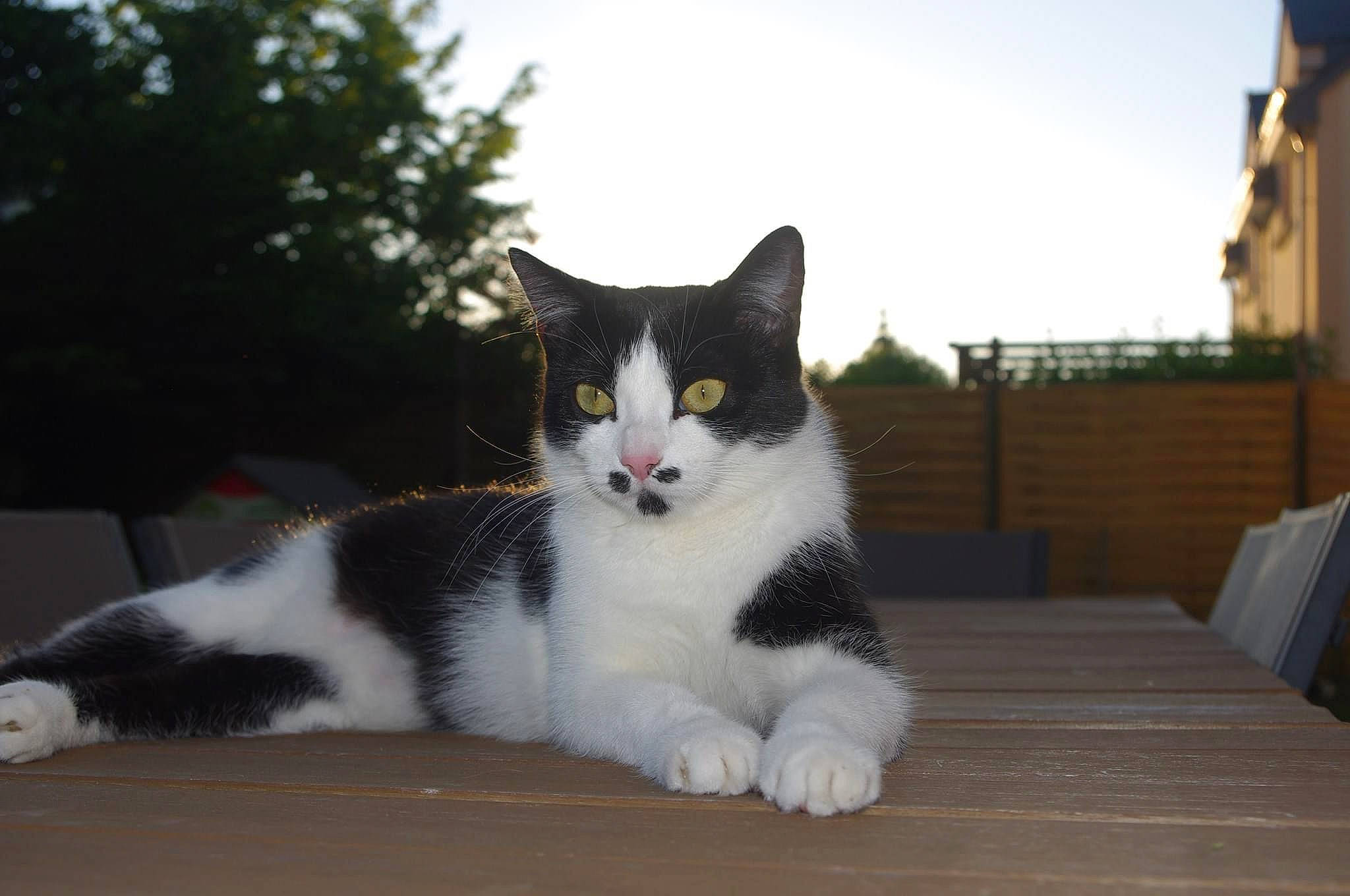 Plume a rejoint le concours — aidez-le/la à gagner de superbes lots ! carnivore, cat, domestic_short_haired_cat, felidae, fur, grass, plant, porch, sitting, sky, small_to_medium_sized_cats, snout, tail, tree, whiskers, window, wood