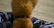 Sanji joined the competition — help win amazing prizes! dog, fluffy, brown_fur, collar, legs, camo_pants, wooden_floor, pet, indoors, canine, sniffing, ears, fur, animal, person, patterned_clothing, flooring, candid, companion, domestic