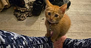 Sanji is registered to the contest to win money with this photo: animal, camo_pattern, casual, cat, clothing, curious, domestic, floor, foot, indoor, kitten, leggings, messy, orange_cat, person, pet, playful, shoes, toy, young_cat