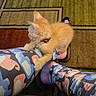 Sanji is registered to the contest to win money with this photo: kitten, cat, orange_cat, pet, animal, feline, legs, colorful_leggings, footwear, slippers, indoor, carpet, patterned_rug, cozy, cute, small_pet, collar, bell, floor, home
