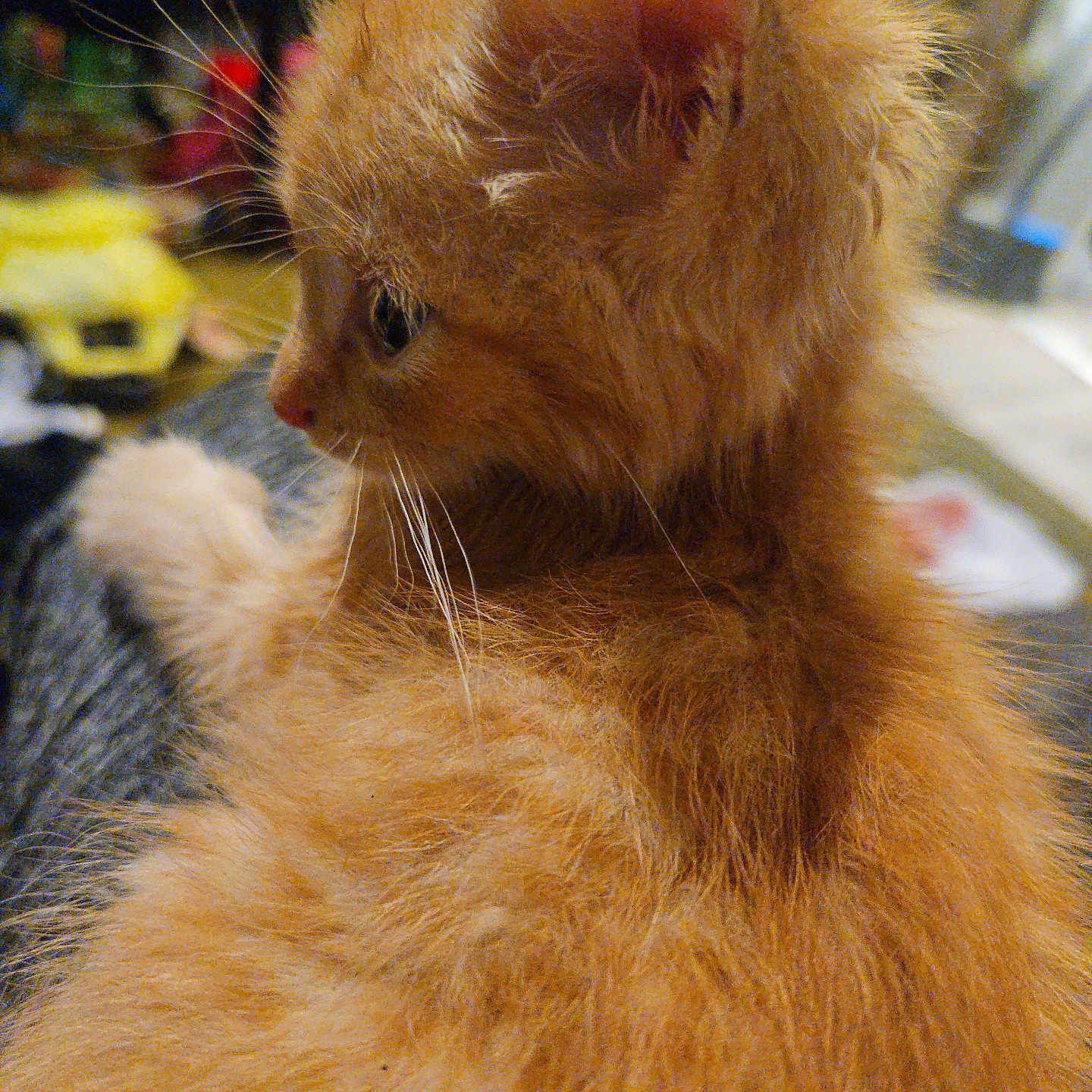 Sanji joined the competition — help win amazing prizes! kitten, cat, orange_fur, fluffy, whiskers, pet, animal, closeup, side_profile, indoor, cozy, feline, young_cat, soft_fur, cute, domestic_animal, curious, cuddly, warm_lighting, background_blur