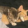 Sanji is registered to the contest to win money with this photo: kitten, cat, sleeping, tabby_cat, orange_cat, cute, pets, animal, fur, cozy, resting, domestic_cat, young, feline, snuggling, indoor, blanket, closeup, companion, soft