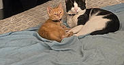 Fat Louie joined the competition — help win amazing prizes! animal, bed, black_and_white_cat, blanket, cat, cat_tree, chair, collar, companion, cozy, cute, domestic_animal, furniture, indoor, kitten, orange_cat, pets, relaxing, resting, sleepy