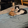 animal, bed, black_and_white_cat, blanket, cat, cat_tree, chair, collar, companion, cozy, cute, domestic_animal, furniture, indoor, kitten, orange_cat, pets, relaxing, resting, sleepy