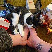Fat Louie is registered to the contest to win money with this photo: animal, black_and_white_cat, bottle, box, can, carpet, cat, clutter, cozy, domestic_animal, feet, footwear, human_leg, indoor, nibble, pet, relaxing, shoe, spider_tattoo, tattoo