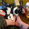 animal, black_and_white_cat, bottle, box, can, carpet, cat, clutter, cozy, domestic_animal, feet, footwear, human_leg, indoor, nibble, pet, relaxing, shoe, spider_tattoo, tattoo