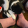 affection, animal, bare_feet, black_and_white, carpet, cat, close_up, comfort, cute, domestic, feet, floor, human, indoor, paw, pet, relaxation, resting, tattoo, touch