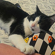 Fat Louie joined the competition — help win amazing prizes! cat, black_and_white, sleeping, paw, human_arm, bedspread, patterned, indoor, resting, cute, feline, close_up, animal, cozy, relaxed, pet, domestic_cat, whiskers, ear, soft