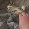 Monkey D Fluffy is registered to the contest to win money with this photo: animal, blanket, cat, comfort, cozy, cute, domestic, fur, hand, indoor, kitten, mammal, paw, petting, relaxed, resting, sleeping, snuggle, whiskers, young
