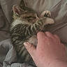 Monkey D Fluffy is registered to the contest to win money with this photo: animal, bed, blanket, cat, closeup, comfort, cozy, cute, feline, fur, hand, indoor, kitten, nap, paw, pet, resting, sleeping, soft, tabby
