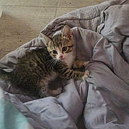 Monkey D Fluffy is registered to the contest to win money with this photo: animal, bed, blanket, cat, cozy, cute, domestic_animal, feline, fur, gray, indoor, kitten, looking_up, pet, playful, resting, small, whiskers, wooden_floor, young