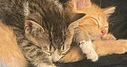 Monkey D Fluffy is registered to the contest to win money with this photo: animal, black_background, cat, closeup, cuddle, cute, domestic_animal, feline, fur, indoor, kitten, nap, orange_cat, paw, pets, resting, sleeping, soft, tabby_cat, whiskers