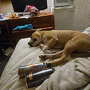 Taco is registered to the contest to win money with this photo: dog, bed, blanket, energy_drink, can, television, microwave, furniture, sleeping, indoor, room, table, household, resting, pet, brown_dog, cozy, relaxing, soft, clutter