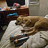 dog, bed, blanket, energy_drink, can, television, microwave, furniture, sleeping, indoor, room, table, household, resting, pet, brown_dog, cozy, relaxing, soft, clutter
