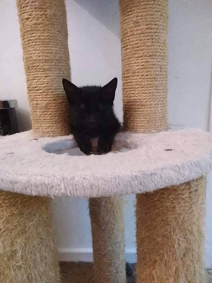 Nina participe au concours pour gagner de l'argent avec cette photo : black_cat, carnivore, cat, cat_furniture, cat_supply, chair, domestic_short_haired_cat, fawn, felidae, fur, grey, pedestal, pet_supply, room, small_to_medium_sized_cats, tail, tree, whiskers, window, wood