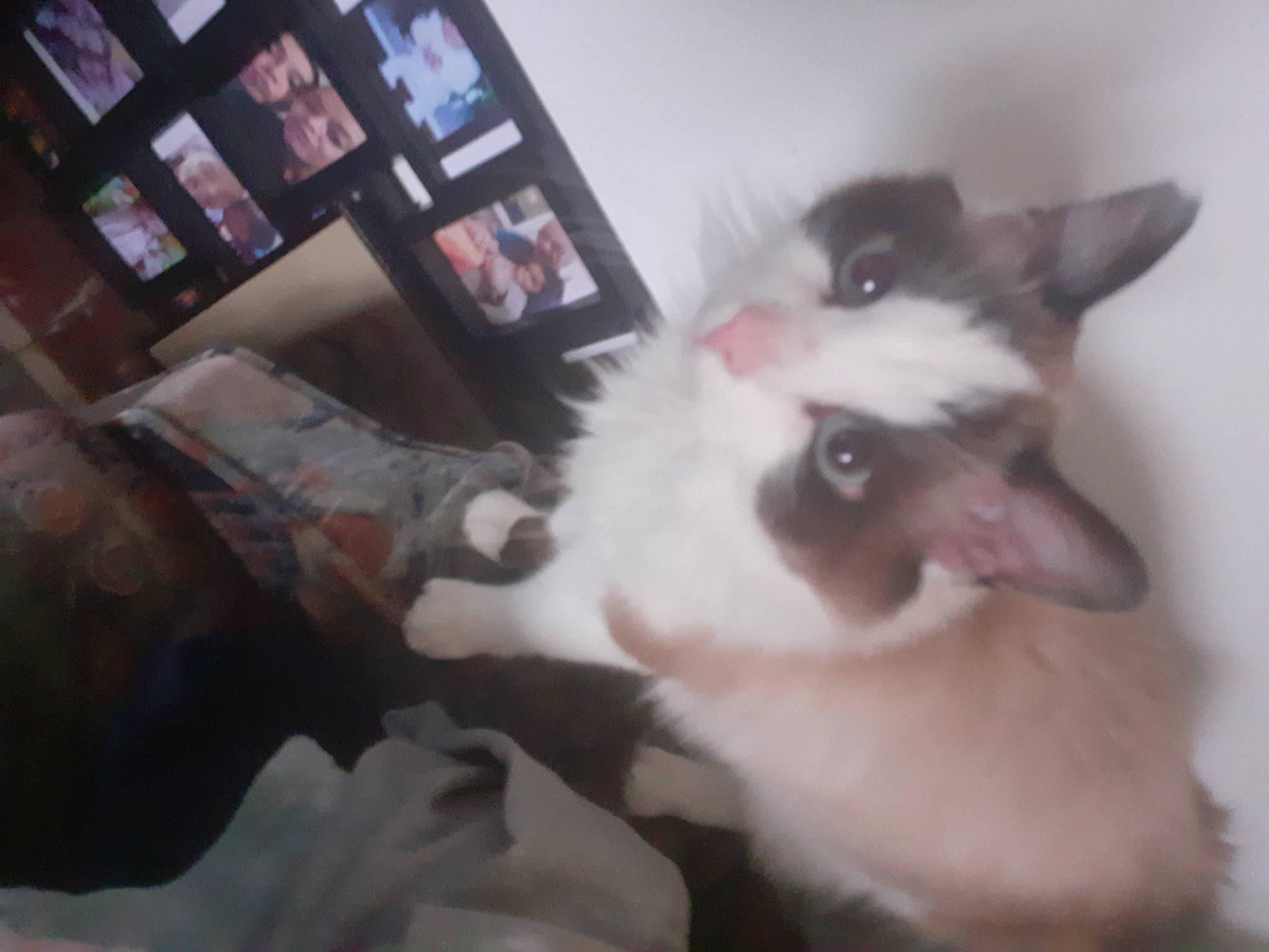 Zazou participe au concours pour gagner de l'argent avec cette photo : balinese, carnivore, cat, comfort, companion_dog, dog_breed, domestic_short_haired_cat, ear, fang, felidae, fur, paw, picture_frame, small_to_medium_sized_cats, snout, tail, thai, whiskers