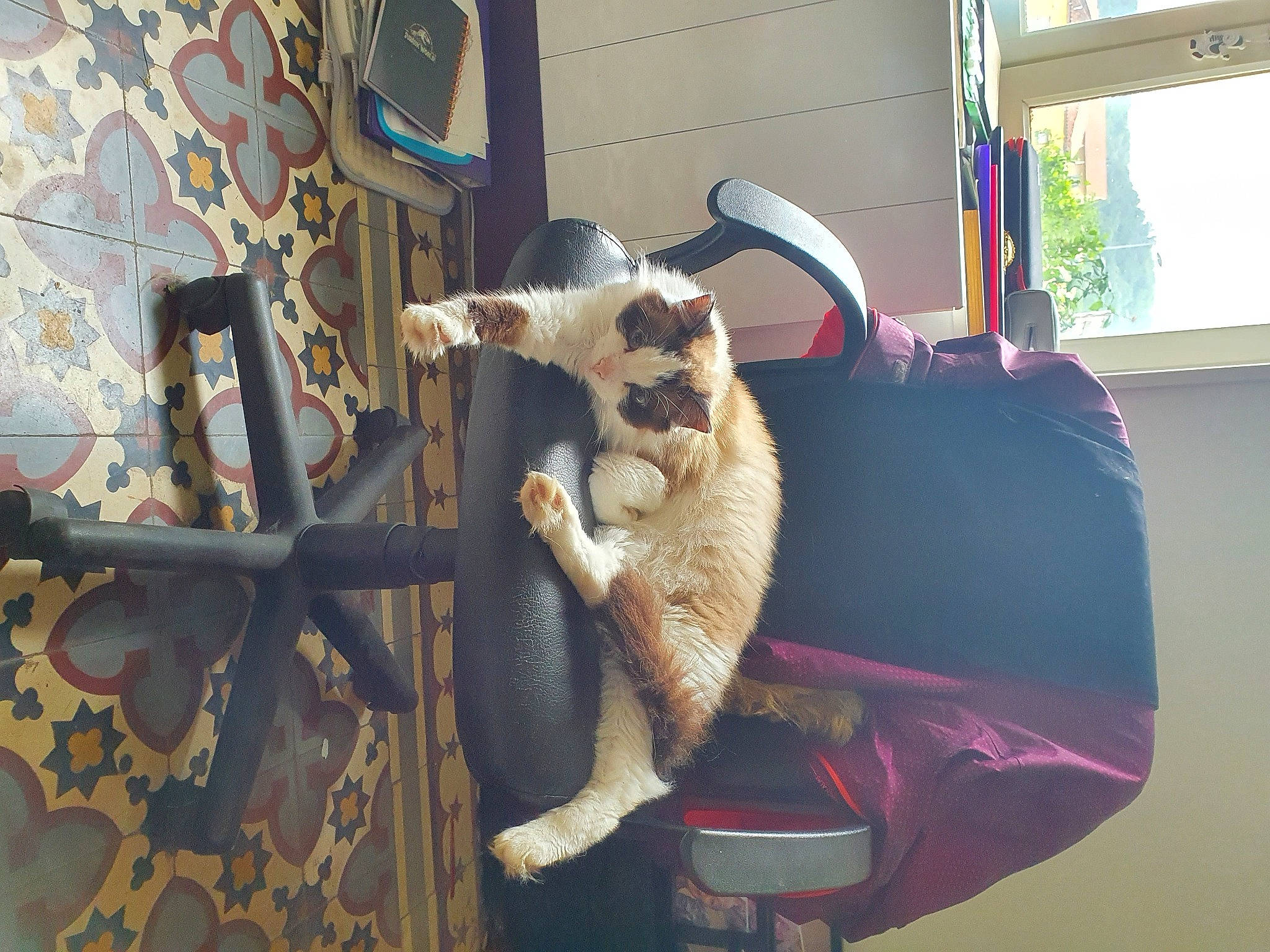 Zazou participe au concours pour gagner de l'argent avec cette photo : canidae, carnivore, cat, felidae, small_to_medium_sized_cats, tail