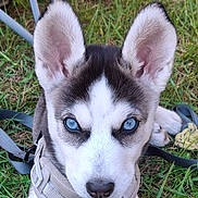 Abigail joined the competition — help win amazing prizes! animal, blue_eyes, canine, close_up, cute, dog, ears, fur, grass, harness, husky, leash, muzzle, nature, outdoor, pet, portrait, puppy, resting, young