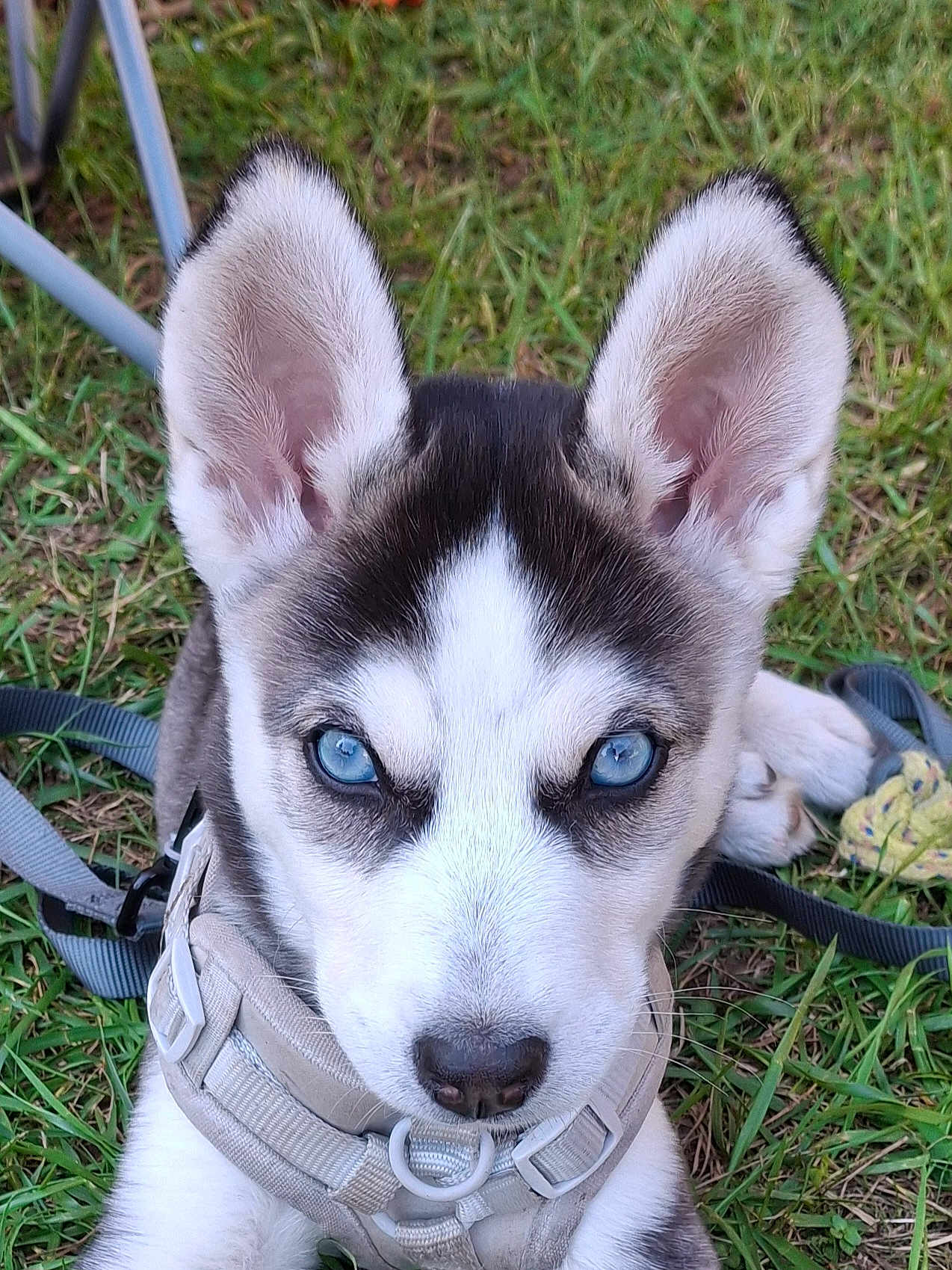 Abigail joined the competition — help win amazing prizes! animal, blue_eyes, canine, close_up, cute, dog, ears, fur, grass, harness, husky, leash, muzzle, nature, outdoor, pet, portrait, puppy, resting, young