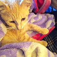 Butterscotch joined the competition — help win amazing prizes! cat, kitten, orange_cat, blanket, soft_texture, cozy, indoor, pet, feline, fur, resting, cute, animal, sleepy, comfort, domestic, warm, snuggle, relaxation, closeup