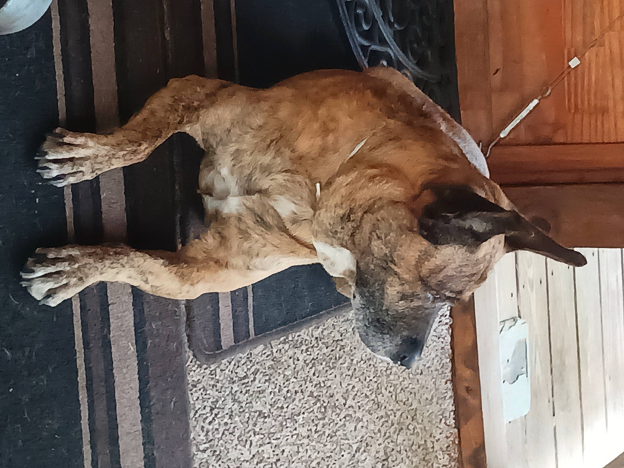 Abby is registered to the contest to win money with this photo: canidae, carnivore, companion_dog, dog_breed, door, fawn, felidae, fur, liver, snout, sporting_group, tail, terrestrial_animal, wood