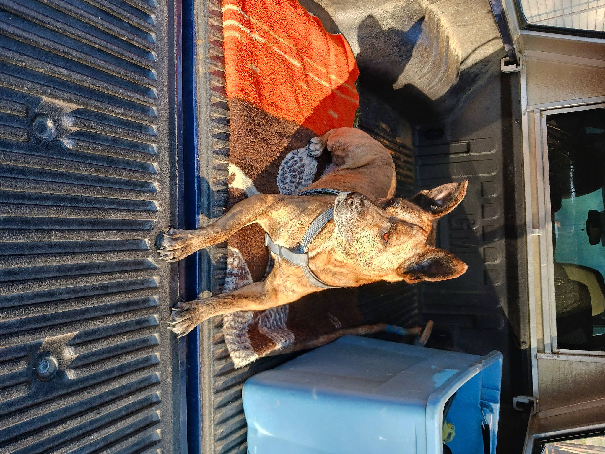 Abby joined the competition — help win amazing prizes! art, auto_part, automotive_exterior, automotive_lighting, automotive_wheel_system, door, electric_blue, fish, gas, hat, hood, meat, metal, motor_vehicle, snout, transport, vehicle, vehicle_door, wood, working_animal