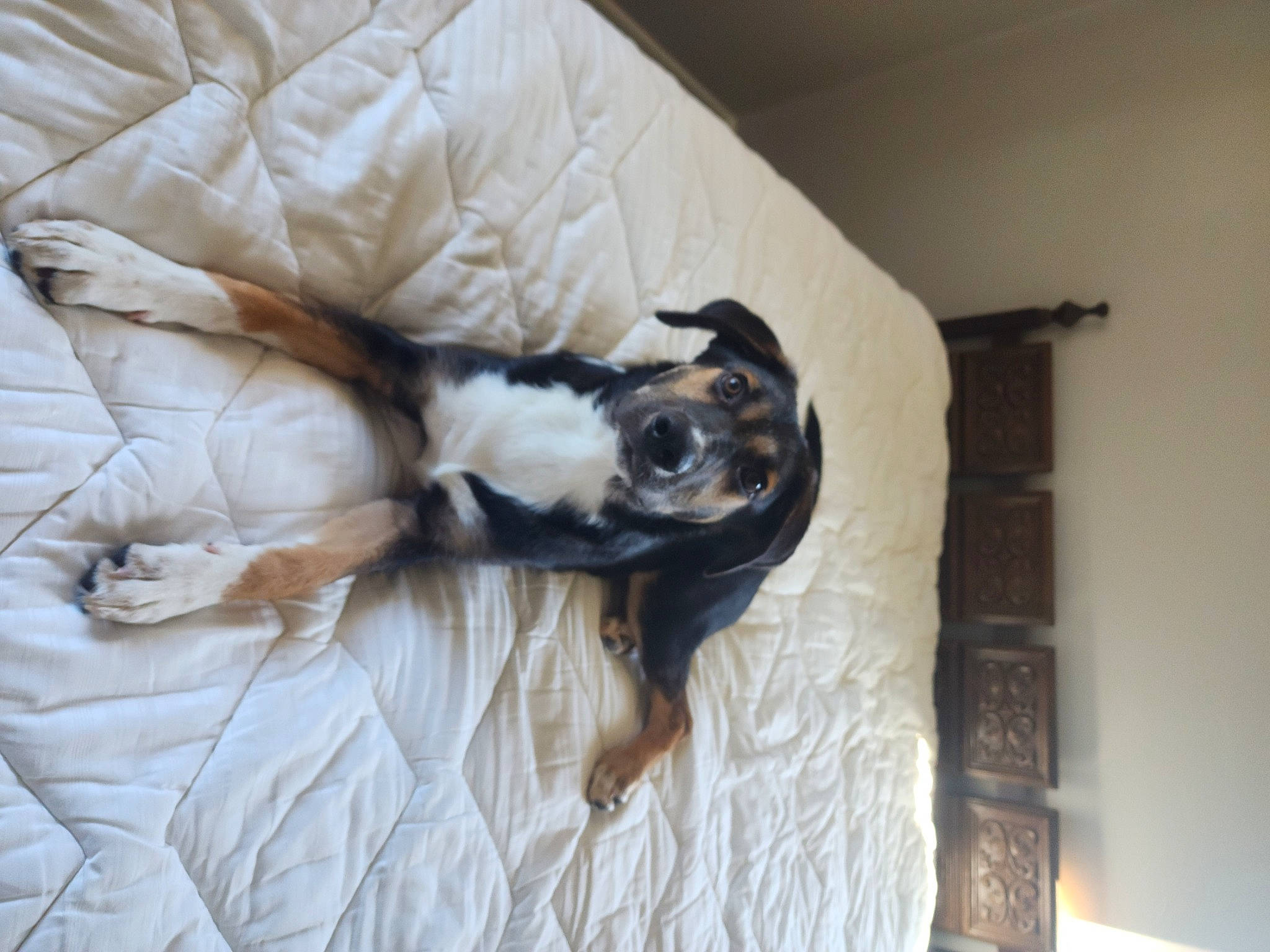 Finn joined the competition — help win amazing prizes! carnivore, comfort, companion_dog, couch, dog, dog_breed, duvet, felidae, flooring, fur, hardwood, linens, room, small_to_medium_sized_cats, sporting_group, tail, toy_dog, whiskers, wood, working_animal