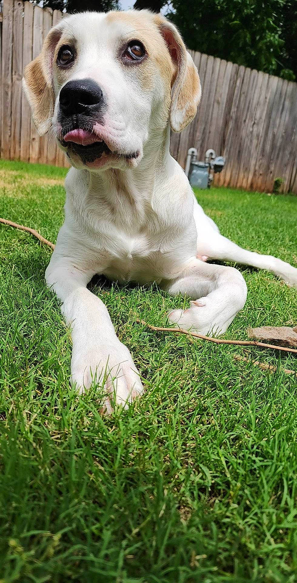 June joined the competition — help win amazing prizes! carnivore, collar, companion_dog, dog, dog_breed, dog_collar, dog_supply, dogo_guatemalteco, fawn, fence, grass, guard_dog, labrador_retriever, lawn, pet_supply, plant, tail, terrestrial_animal, whiskers, working_animal