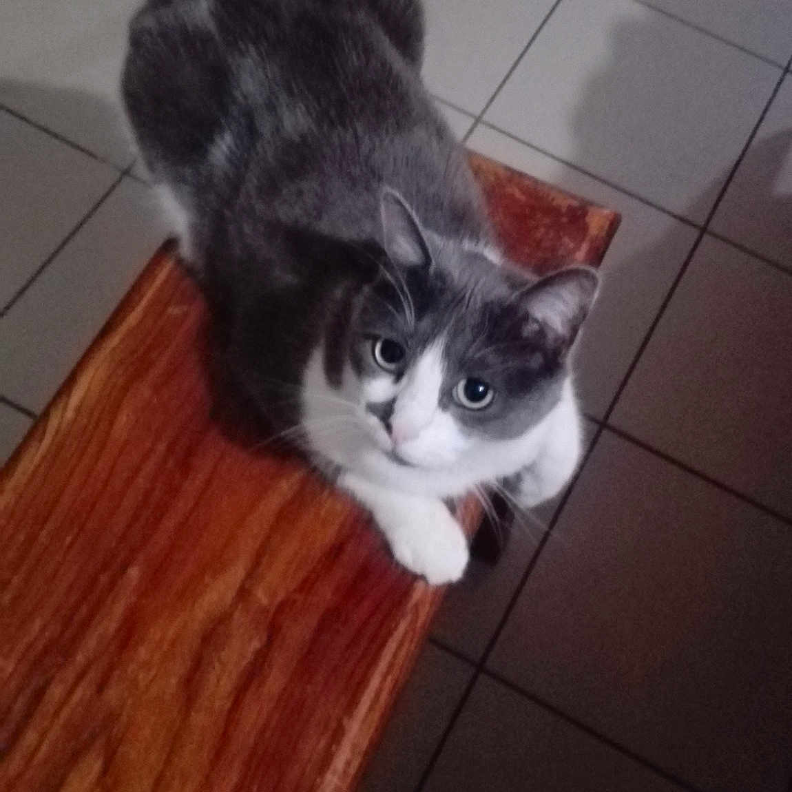 Choupette