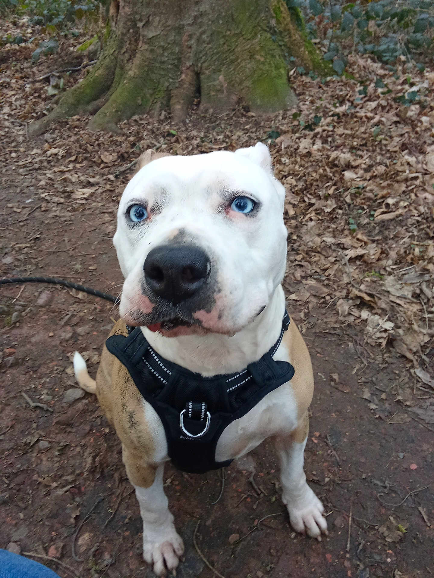Ulka a rejoint le concours — aidez-le/la à gagner de superbes lots ! dog, blue_eyes, harness, outdoor, tree, leaves, earth, pet, canine, animal, nature, brown, white, sitting, alert, forest_floor, close_up, cute, mammal, companion