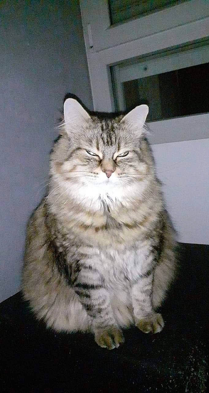 Sheila participe au concours pour gagner de l'argent avec cette photo : automotive_tire, carnivore, cat, domestic_short_haired_cat, felidae, fur, iris, paw, sitting, small_to_medium_sized_cats, snout, tail, terrestrial_animal, whiskers, window