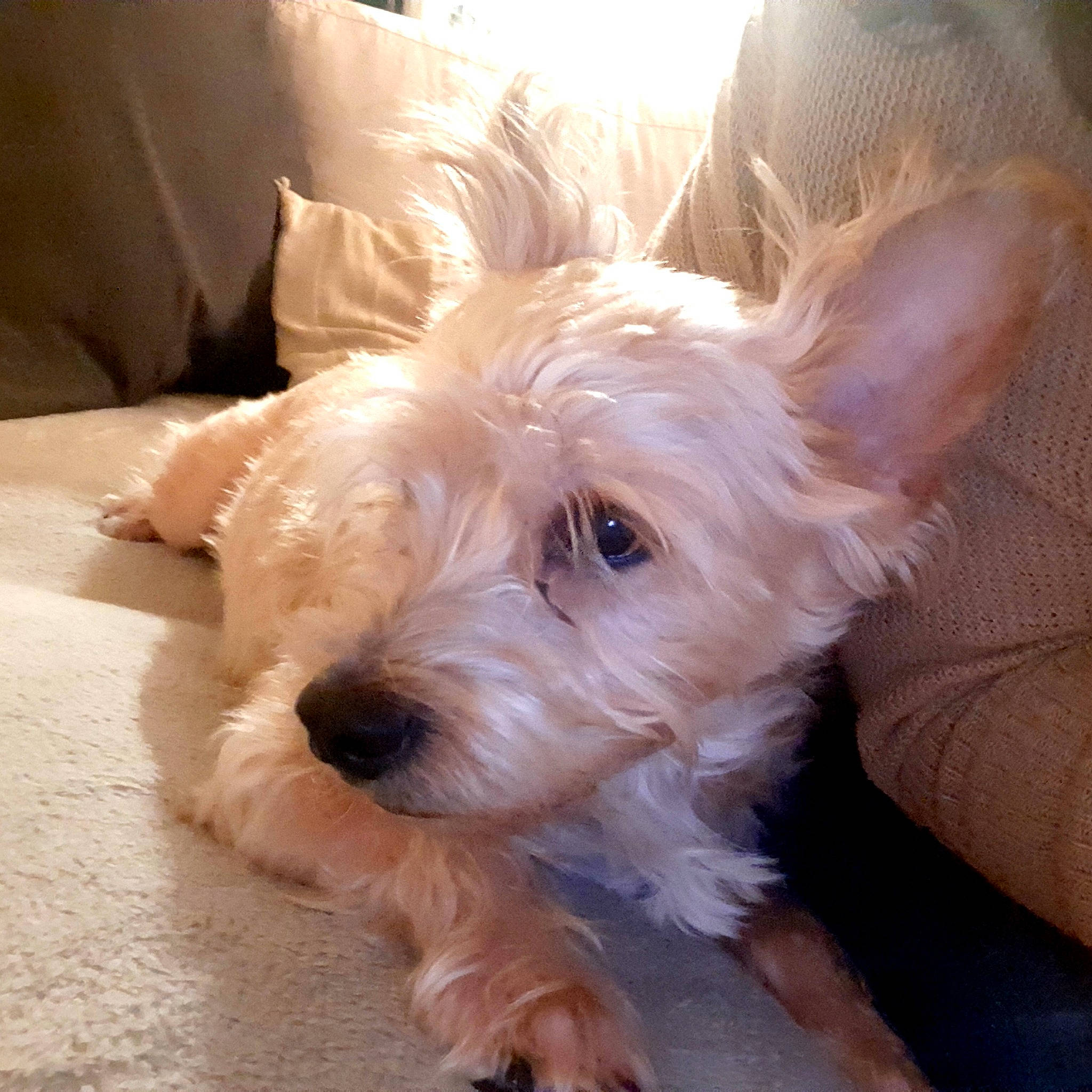 Jeff participe au concours pour gagner de l'argent avec cette photo : biewer_terrier, canidae, carnivore, companion_dog, dog, dog_breed, dog_supply, fawn, fur, maltepoo, scottish_terrier, small_terrier, snout, sporting_group, tail, terrestrial_animal, terrier, toy_dog, working_animal, working_terrier