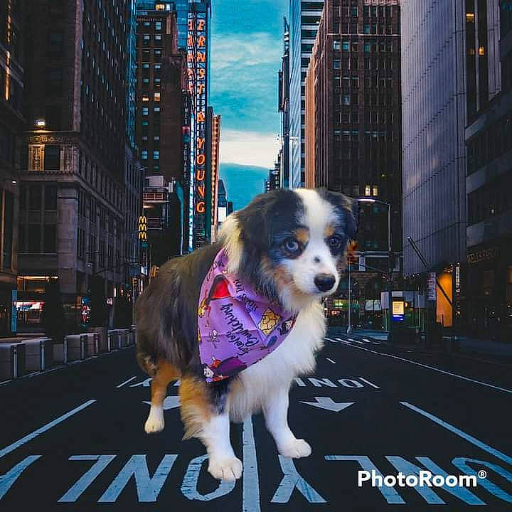 Gunner is registered to the contest to win money with this photo: asphalt, automotive_lighting, building, carnivore, city, cloud, companion_dog, dog, dog_breed, dog_supply, leash, road, road_surface, rolling, sky, skyscraper, snout, sporting_group, tower_block, working_animal