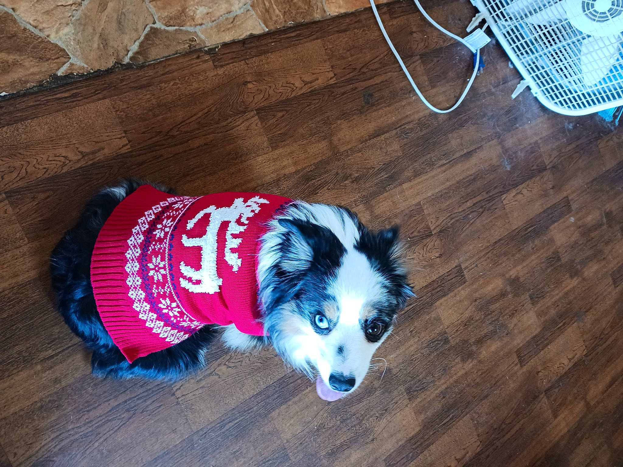 Gunner joined the competition — help win amazing prizes! carnivore, companion_dog, dog, dog_breed, dog_clothes, dog_supply, electric_blue, flooring, fur, hardwood, laminate_flooring, mammal, pet_supply, sleeve, tail, whiskers, wood, wood_flooring, wood_stain, working_animal