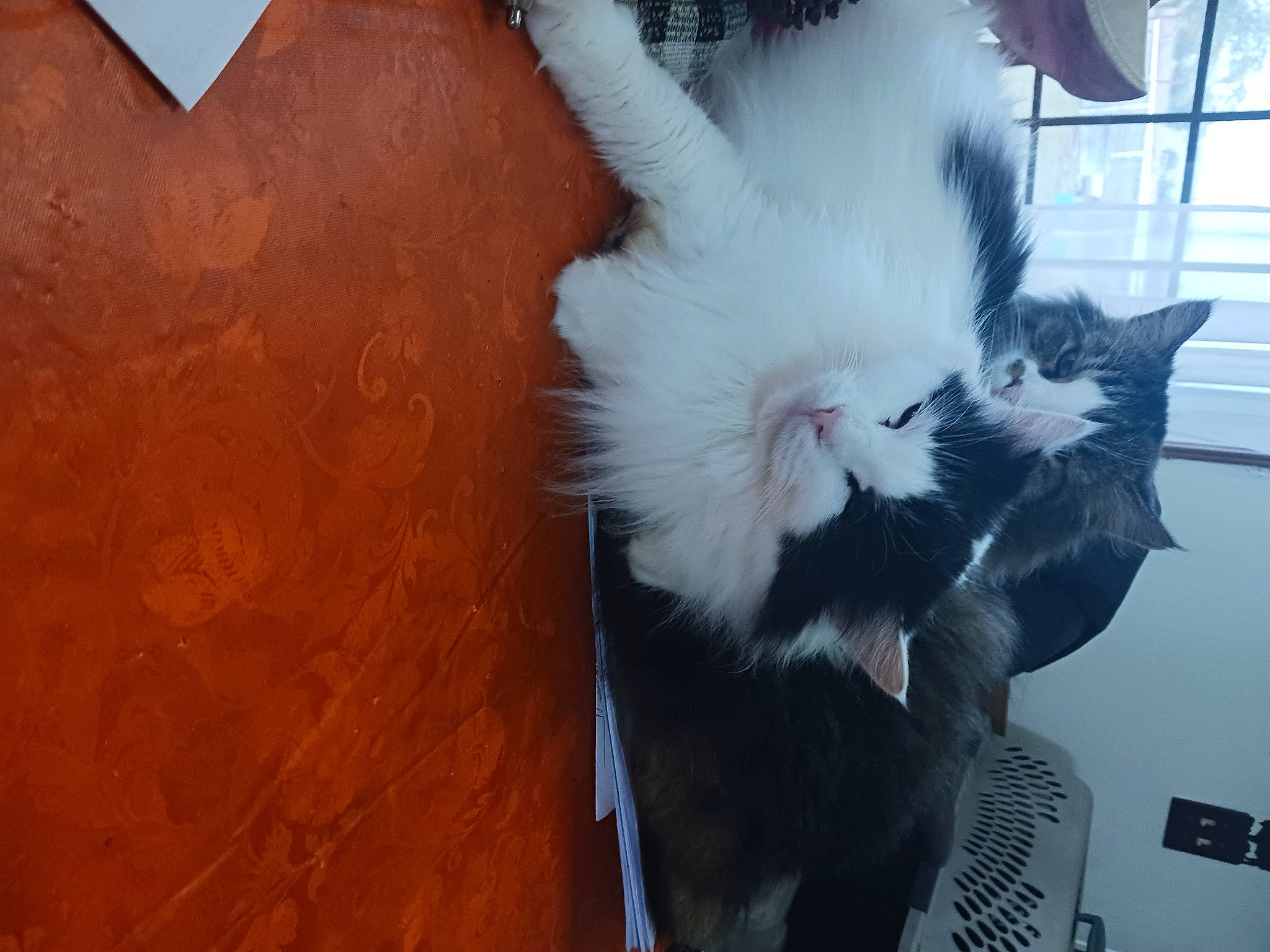 Fuzbomb joined the competition — help win amazing prizes! carnivore, cat, claw, comfort, companion_dog, domestic_short_haired_cat, felidae, flooring, fur, hardwood, paw, peach, small_to_medium_sized_cats, tail, whiskers, window, wood