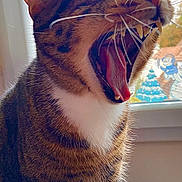 Mignon a rejoint le concours — aidez-le/la à gagner de superbes lots ! animal, cat, closeup, cute, daylight, decorations, feline, fur, house, indoor, light, mouth_open, pet, striped, tabby, teeth, tongue, whiskers, window, yawning