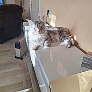 Vanvogh participe au concours pour gagner de l'argent avec cette photo : cat, feline, gray_cat, tabby, fluffy, pet, indoor, cabinet, furniture, living_room, sunlight, relaxing, animal, domestic_animal, ears, whiskers, floor, door, heater, box