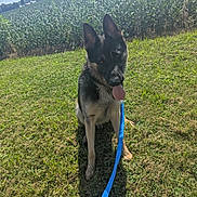 Maxine joined the competition — help win amazing prizes! dog, german_shepherd, grass, leash, outdoor, field, sunny, sky, greenery, pet, animal, canine, nature, tongue_out, ears_up, daylight, farm, rural, playful, sitting