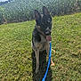 dog, german_shepherd, grass, leash, outdoor, field, sunny, sky, greenery, pet, animal, canine, nature, tongue_out, ears_up, daylight, farm, rural, playful, sitting