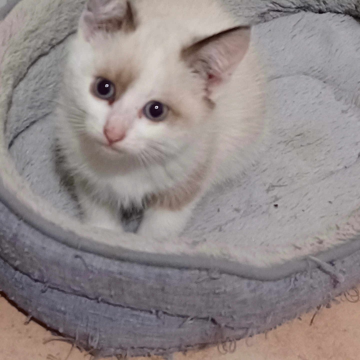 Duchesse participe au concours pour gagner de l'argent avec cette photo : abyssinian, angora, animal, blanket, canine, cat, dog, kitten, manx, pet, siamese