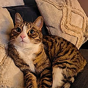 Pablo participe au concours pour gagner de l'argent avec cette photo : cat, tabby, pet, animal, feline, indoor, couch, pillow, texture, fur, whiskers, pink_nose, relaxed, curious, sitting, closeup, cozy, home, domestic, comfort