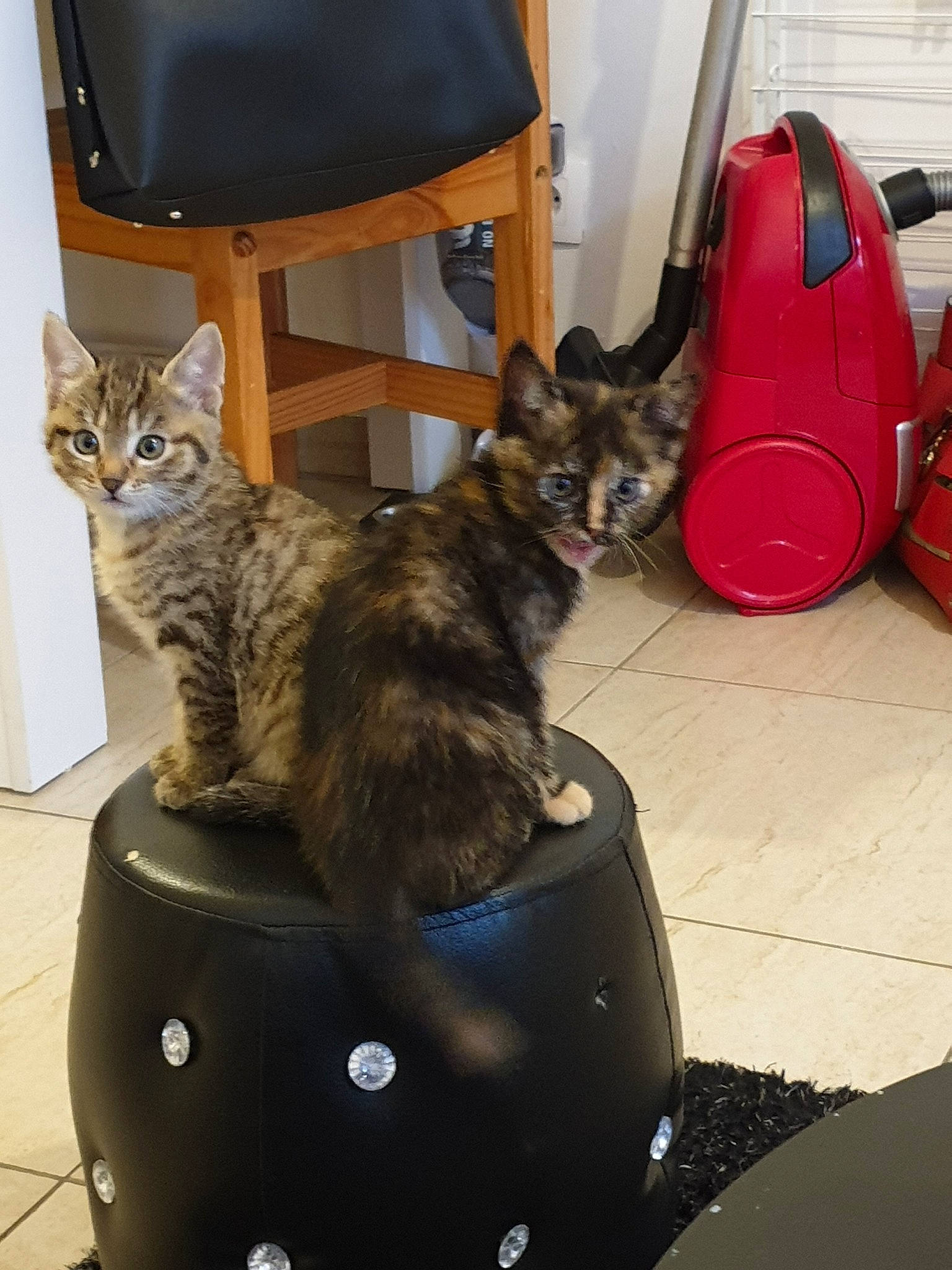 Lyli participe au concours pour gagner de l'argent avec cette photo : carnivore, cat, domestic_short_haired_cat, european_shorthair, felidae, kitten, maine_coon, small_to_medium_sized_cats, tabby_cat, whiskers