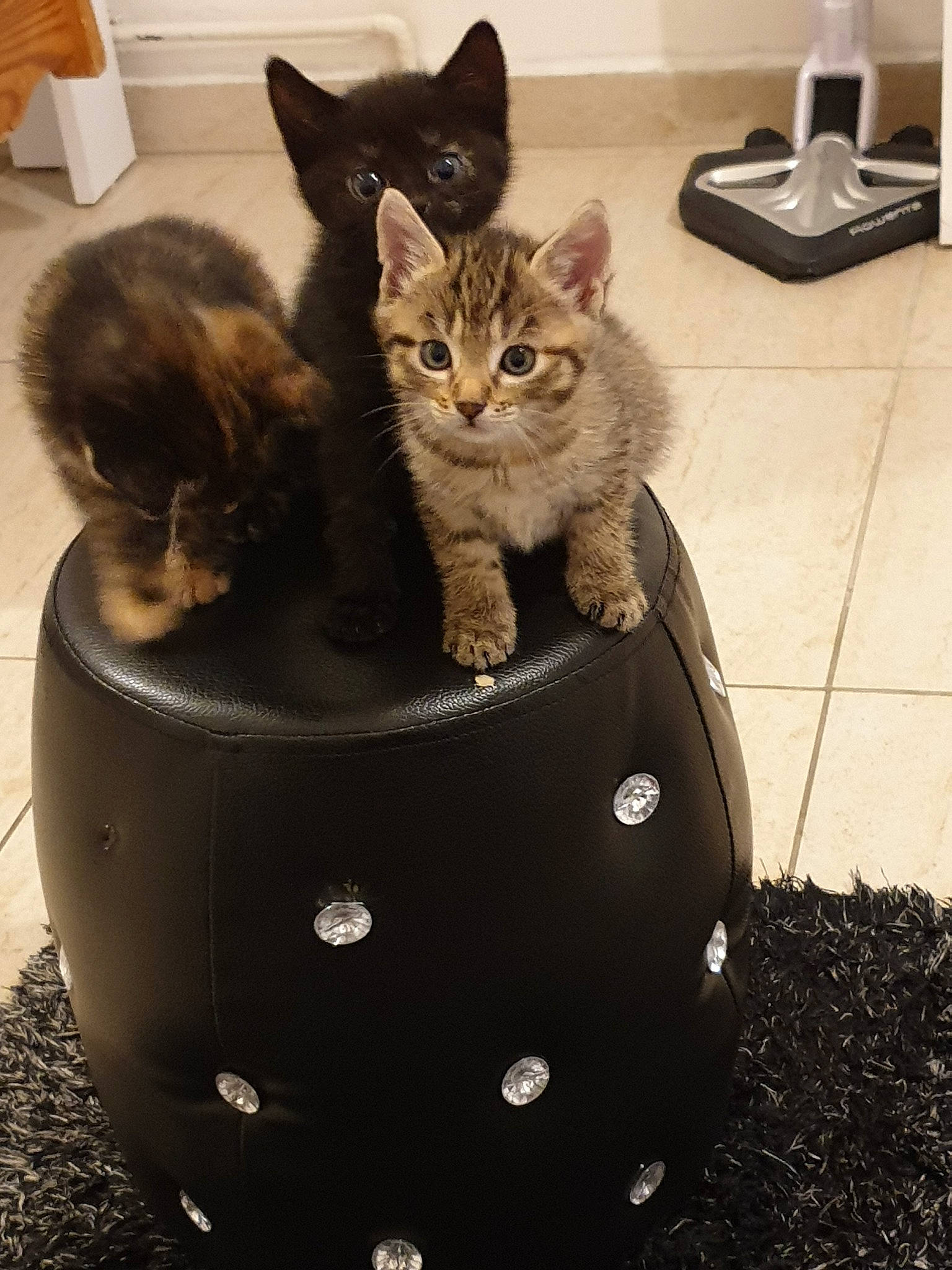 Lyli participe au concours pour gagner de l'argent avec cette photo : asian, bengal, carnivore, cat, domestic_short_haired_cat, european_shorthair, fawn, felidae, german_rex, kitten, mammal, small_to_medium_sized_cats, tabby_cat, whiskers